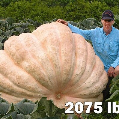 2075pumpkin