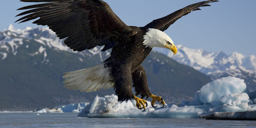 bald eagle