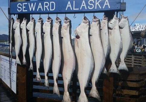 seward halibut