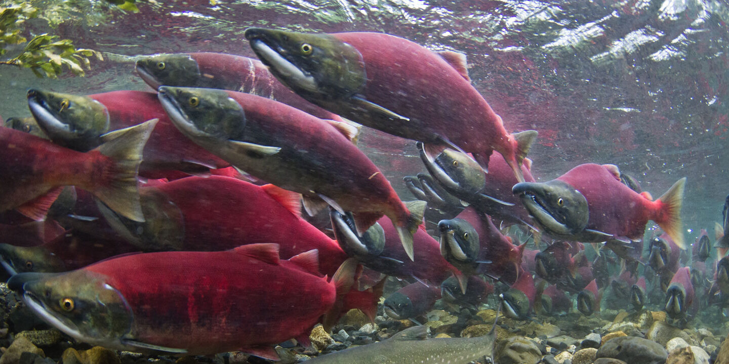 sockeye salmon